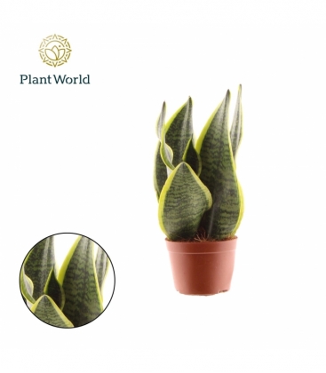 Sansevieria