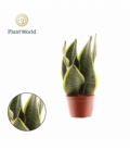 Sansevieria