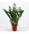 Zamioculcas