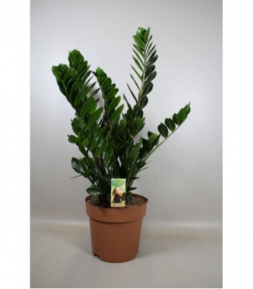 Zamioculcas