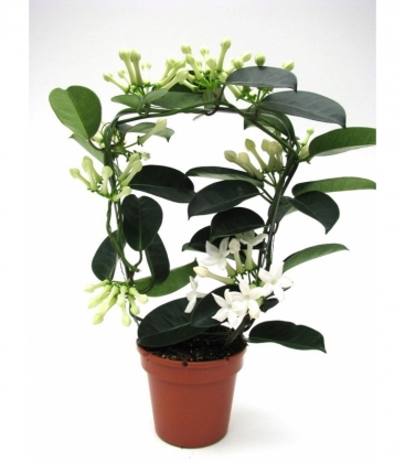 Stephanotis