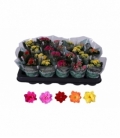 Kalanchoe