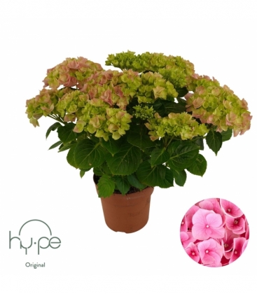 Hydrangea