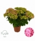 Hydrangea