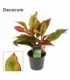 Aglaonema
