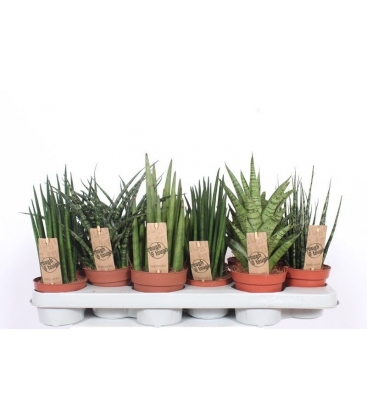 Sansevieria