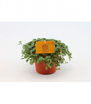 Pilea