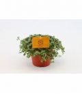 Pilea