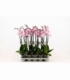 Phalaenopsis
