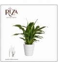Spathiphyllum