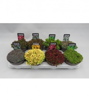 Sedum