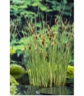 Typha