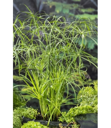 Cyperus