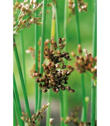 Juncus