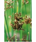 Juncus