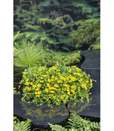 Lysimachia