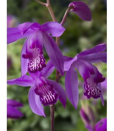 Bletilla