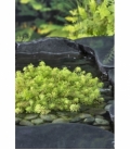 Myriophyllum