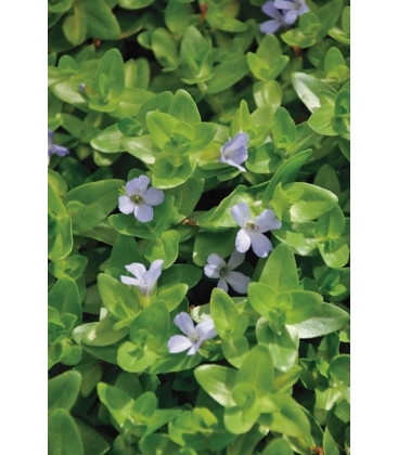 Bacopa
