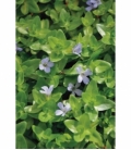 Bacopa
