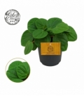 Peperomia