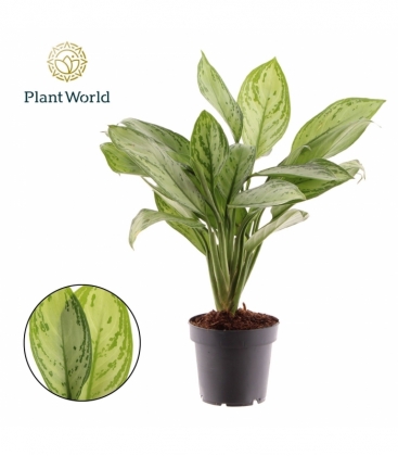 Aglaonema