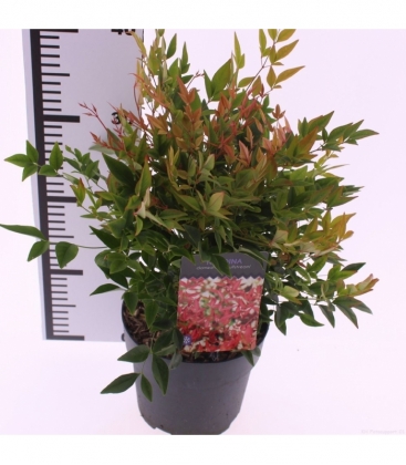 Nandina