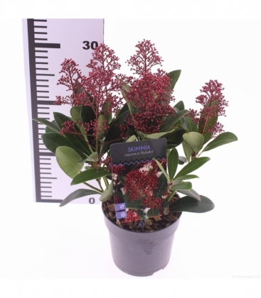 Skimmia