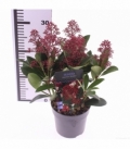 Skimmia