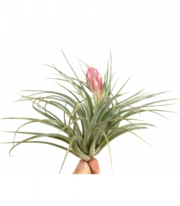 Tillandsia