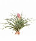 Tillandsia
