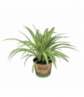 Chlorophytum