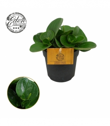 Peperomia