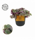 Tradescantia