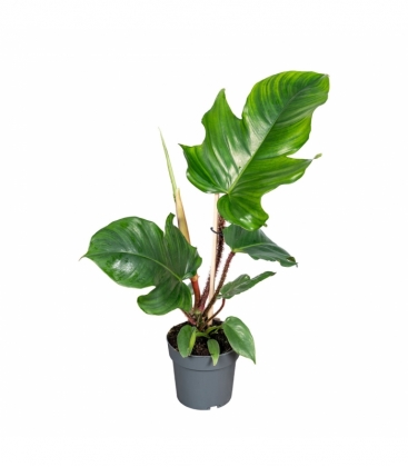 Philodendron