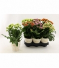Kalanchoe