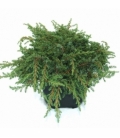 Juniperus