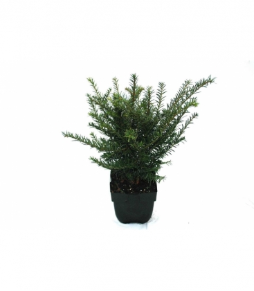 Taxus