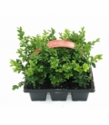 Buxus