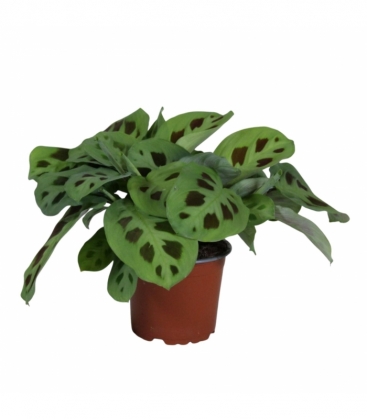 Maranta