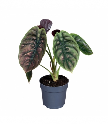 Alocasia