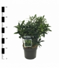 Sarcococca