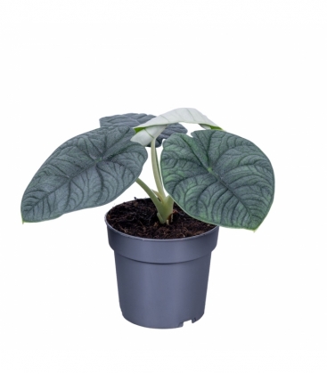Alocasia