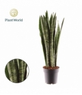 Sansevieria