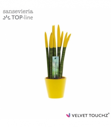 Sansevieria