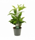 Dracaena