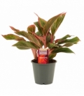 Aglaonema