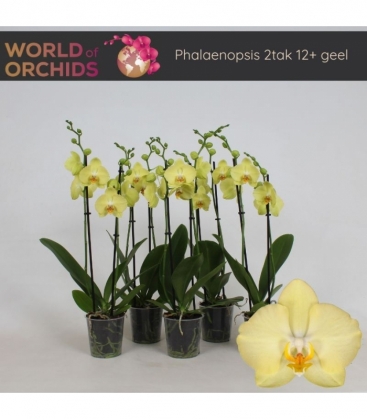 Phalaenopsis