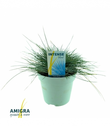 Festuca