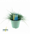 Festuca